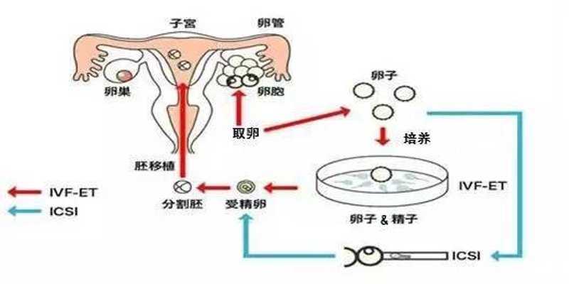 石家庄供卵试管：帮助不孕不育家庭实现生育梦想
